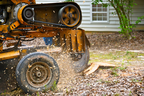 What is a Stump Grinding Service?