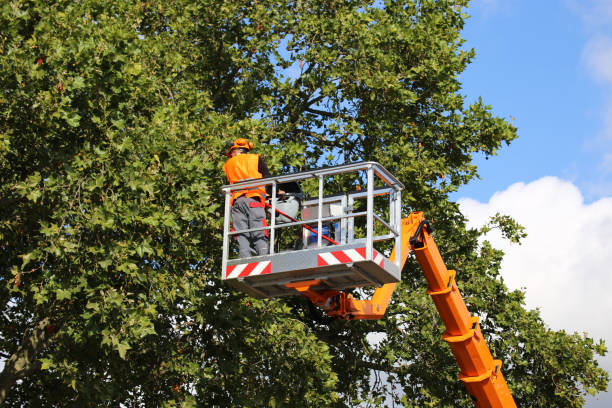 All You Need to Know About Tree Care Service