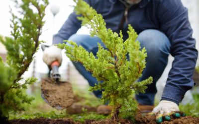 Everything You Need To Know About Tree Planting Services