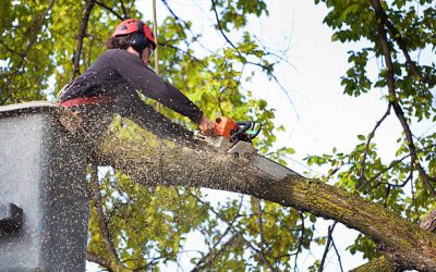 Tree Removal Portland: How To Find A Good Tree Removal Service