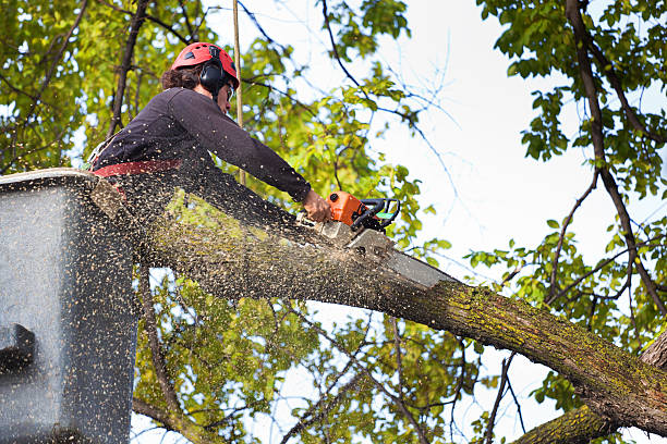 Tree Removal Portland: How To Find A Good Tree Removal Service